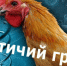 Памятка для населения по профилактике по профилактике и недопущению распространения высокопатогенного гриппа птиц (ВГП). - Палехский район