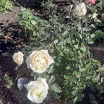 IMG-20251027-WA0011.jpg
