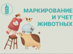 О необходимости осуществления маркирования и учета сельскохозяйственных животных.